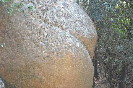 butt