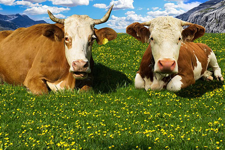 cattle