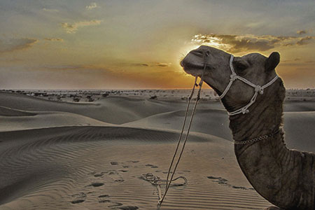 desert