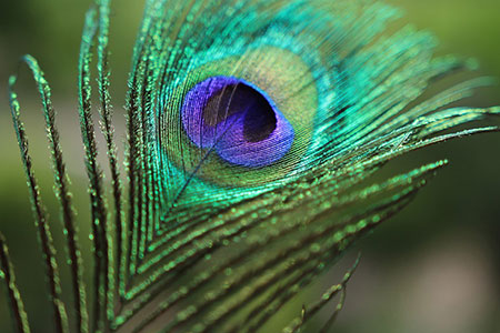 feather