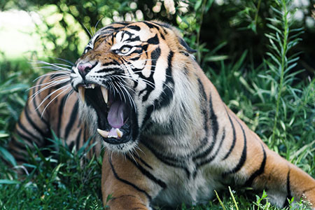 ferocious