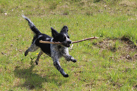 fetch