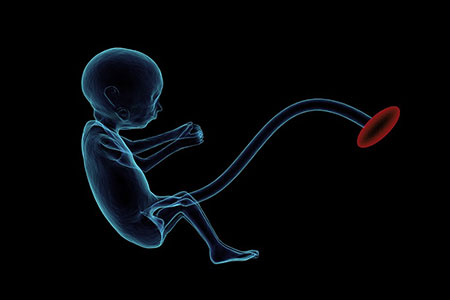 fetus