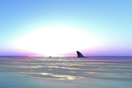 fin
