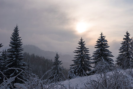 fir