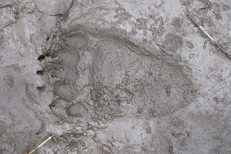 footprint