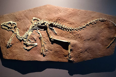 fossil
