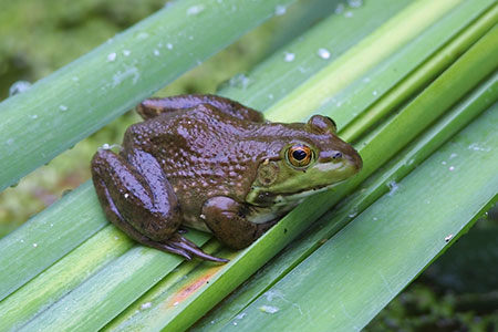 frog
