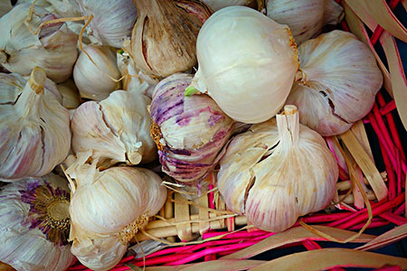 garlic