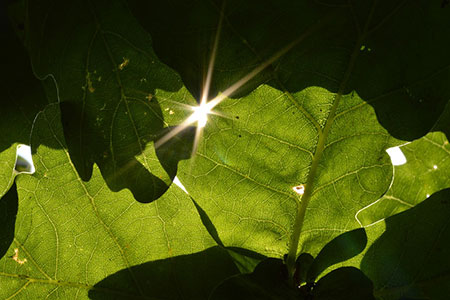 glint