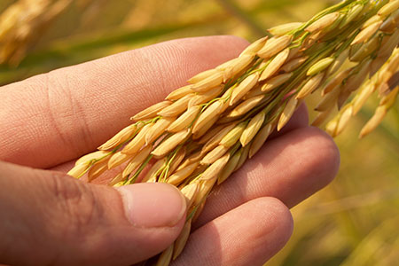 grain