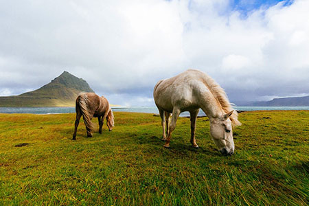 graze