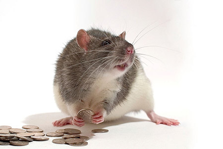greed