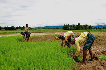 harvest