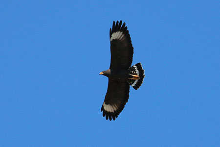 hawk
