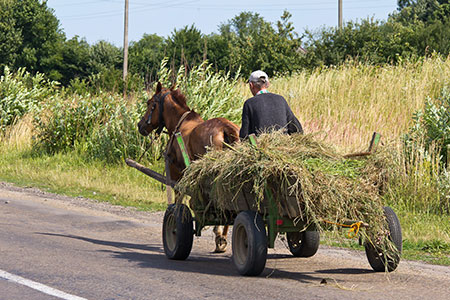 hay