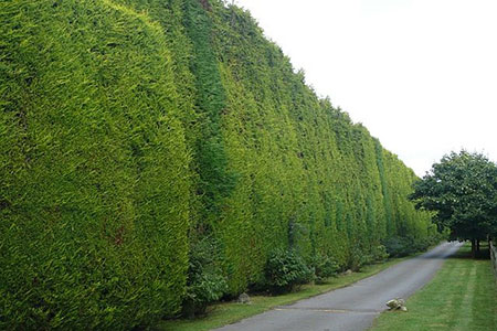 hedge