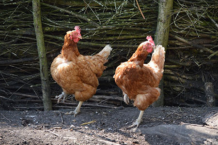 hen