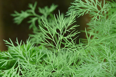 herb