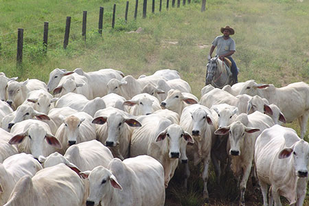 herd