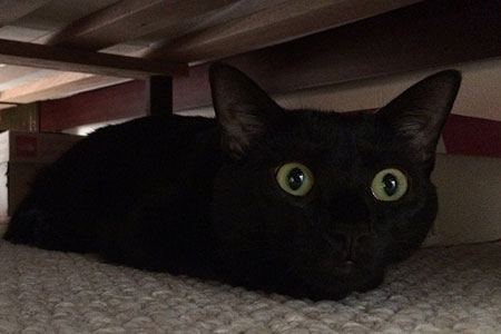 hide (hid, hidden)