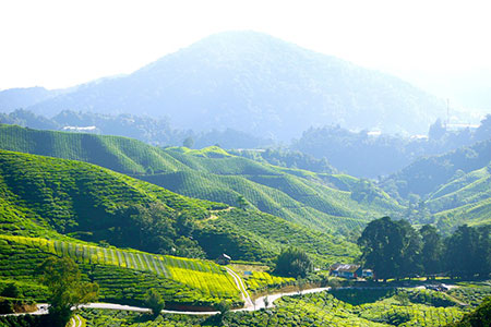 hill