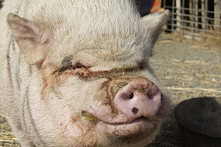 hog