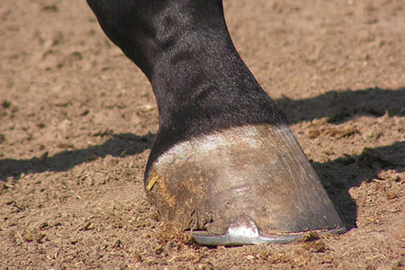hoof