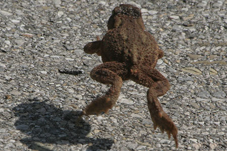 hop
