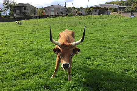 horn