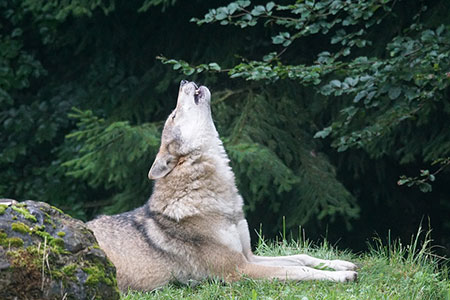 howl