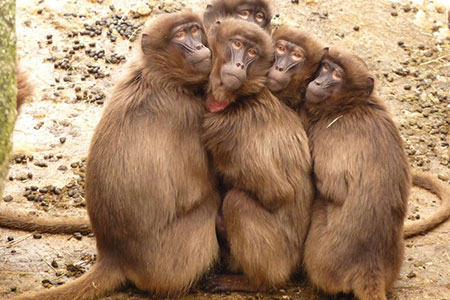 huddle