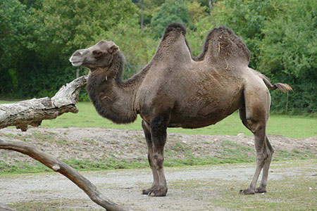 hump