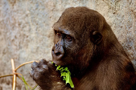 hunger