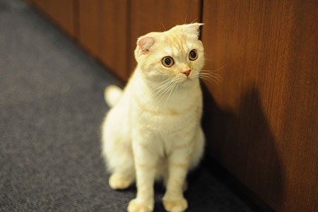 innocent