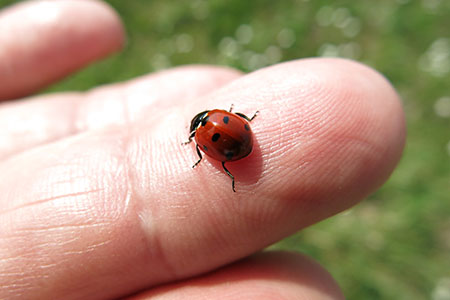 insect
