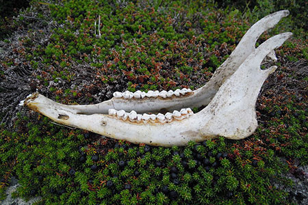jaw