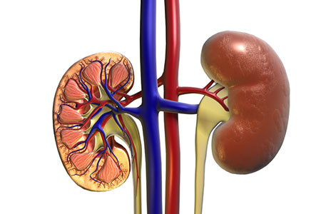 kidney