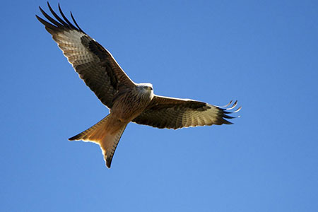 kite