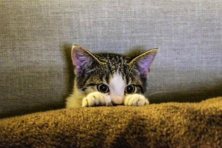 kitten