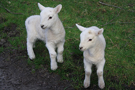 lamb