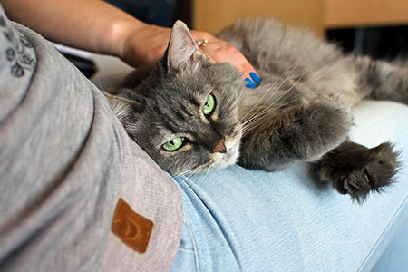 lap