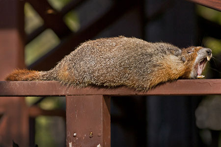 lazy