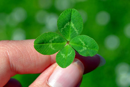 leaf (pl: leaves)
