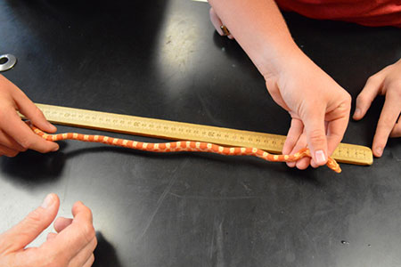 length