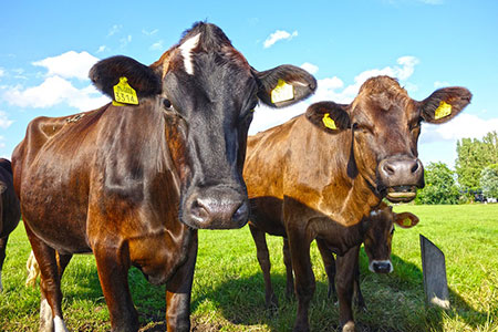livestock