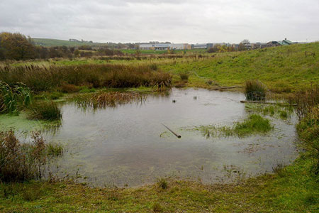 marsh