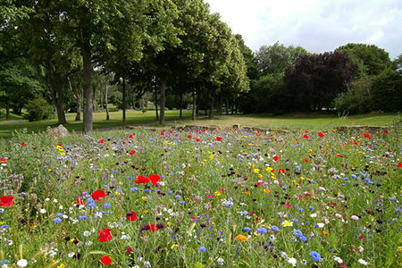 meadow