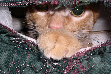mischief