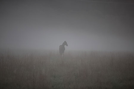 mist